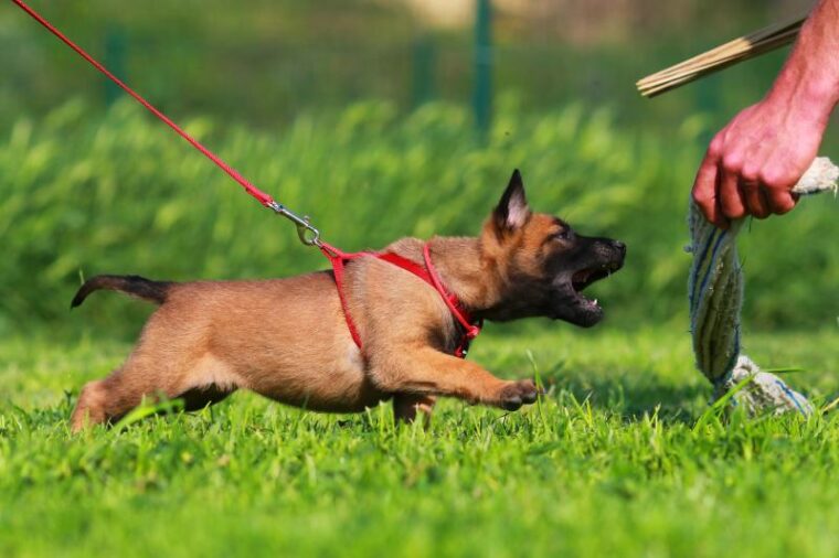 How To Train A Belgian Malinois 10 Expert Tips Hepper