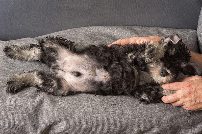 Puppy with surgical sutures after surgery for the Umbilical hernia