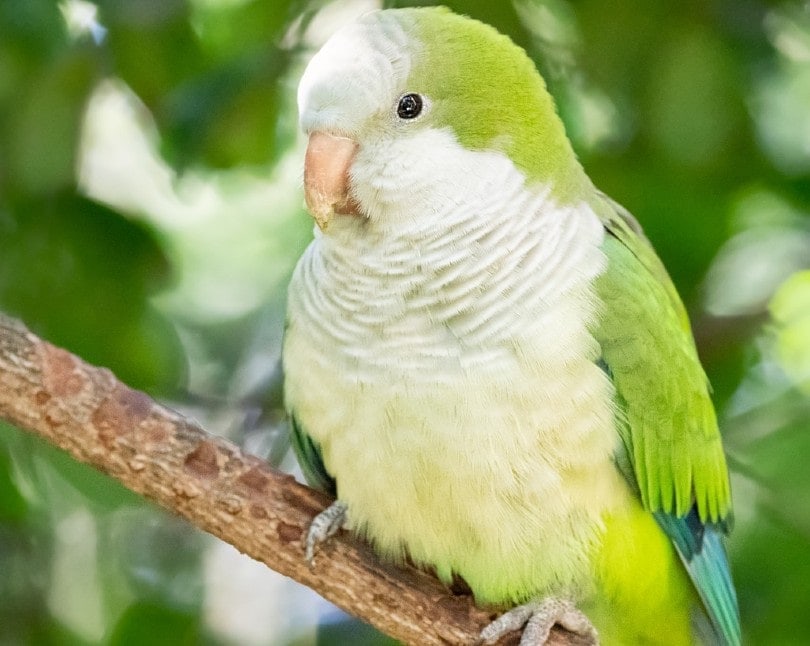 Quaker Parakeet