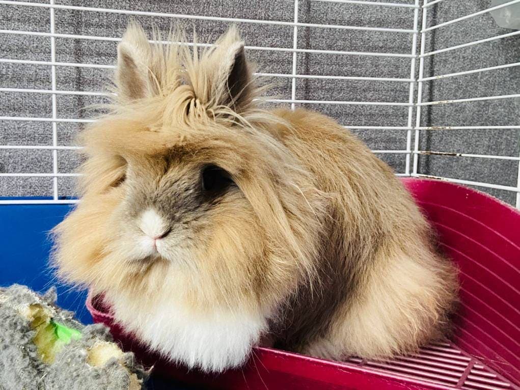 Rabbit Pee on the Litter Box