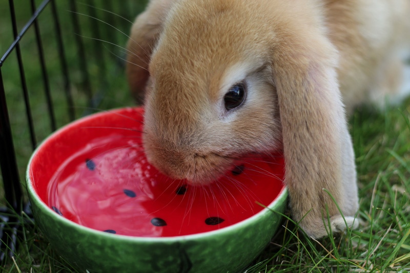Rabbit drinking water from a bowl