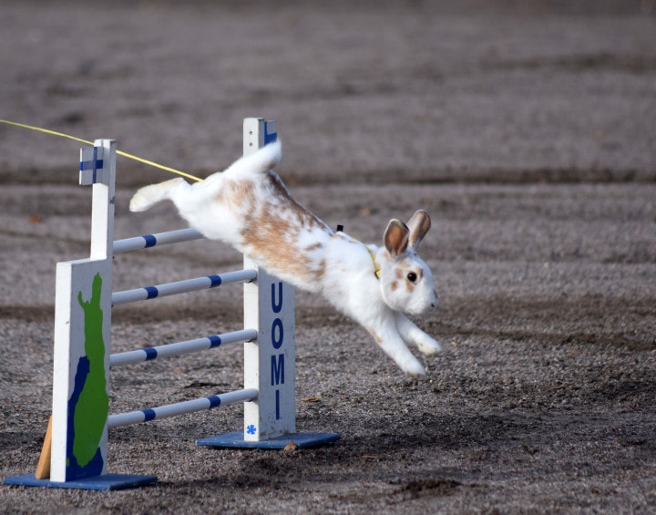 Rabbit jumping over obstacle course