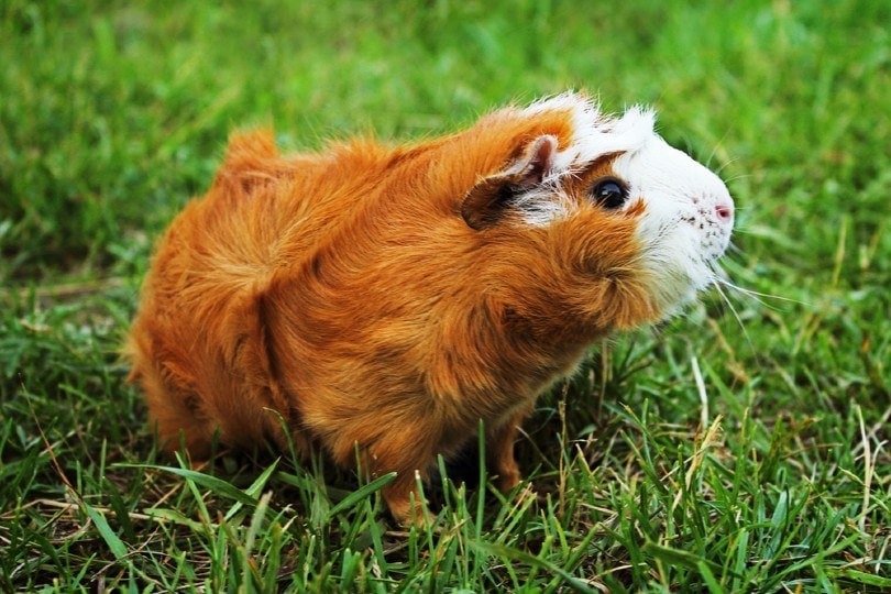 Red Abyssinian Guinea Pig on green grass