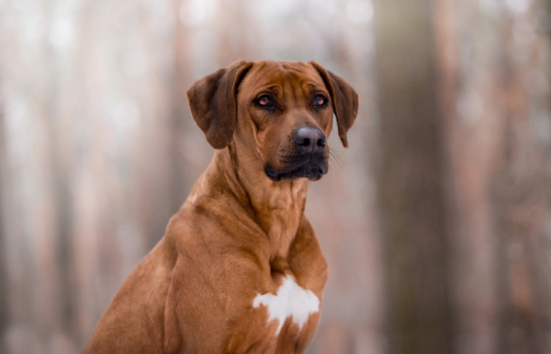 Rhodesian Ridgeback dog outdoors