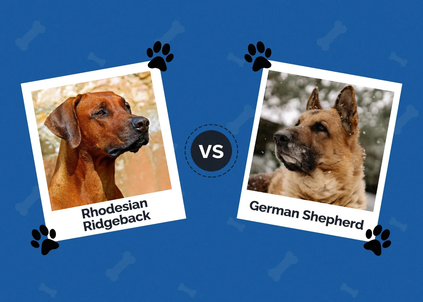 Rhodesian Ridgeback vs German Shepherd - Featured Image