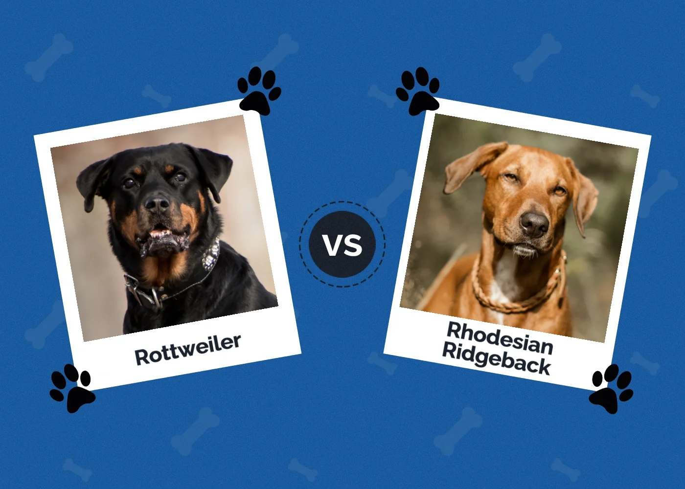 Rottweiler vs Rhodesian Ridgeback - Featured Image