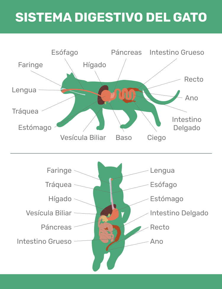 gato-duodeno