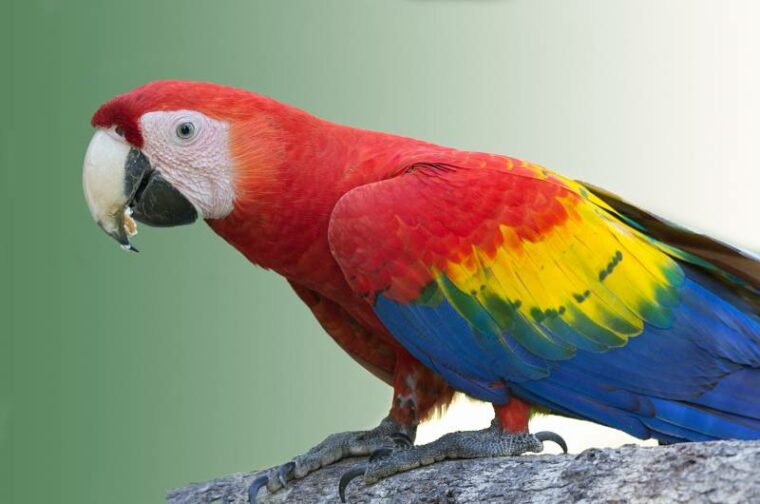 Macaw Vs Parrot They Key Differences With Pictures Hepper