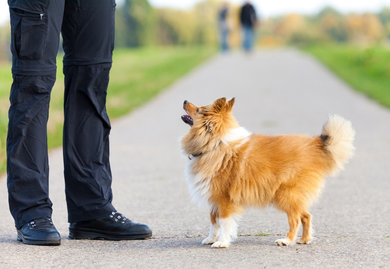 Shetland sheepdog training