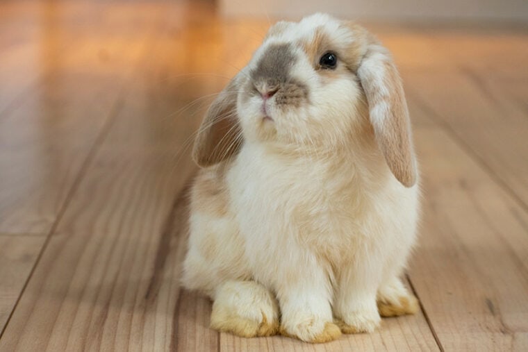 How Much Does a Holland Lop Bunny Cost? 2023 Price Guide Hepper