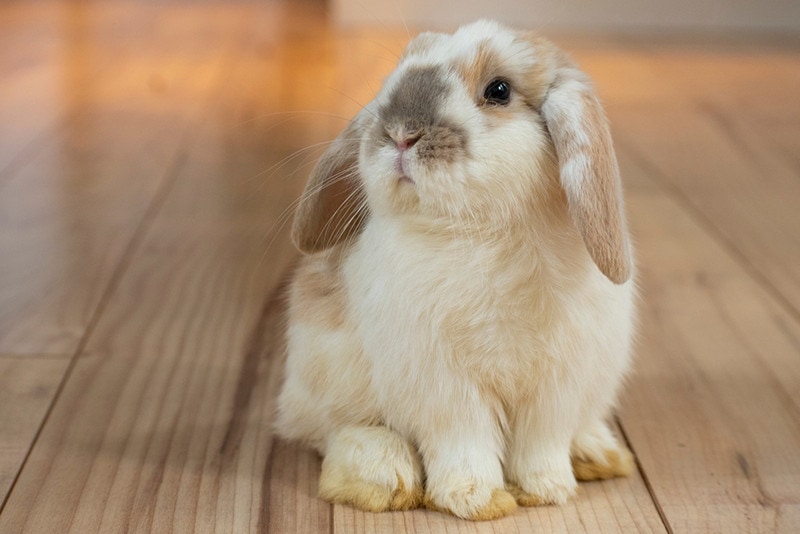 Single spotted Holland Lop rabbit