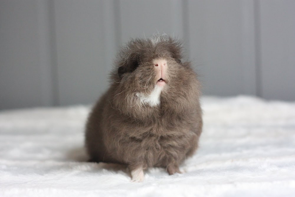 Slate-swiss-guinea-pig