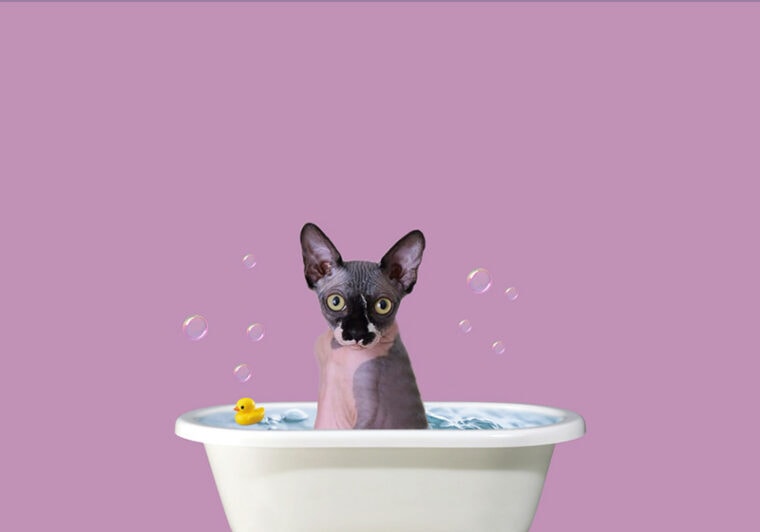 10 Best Shampoos for Sphynx Cats 2024 Reviews & Top Picks Hepper