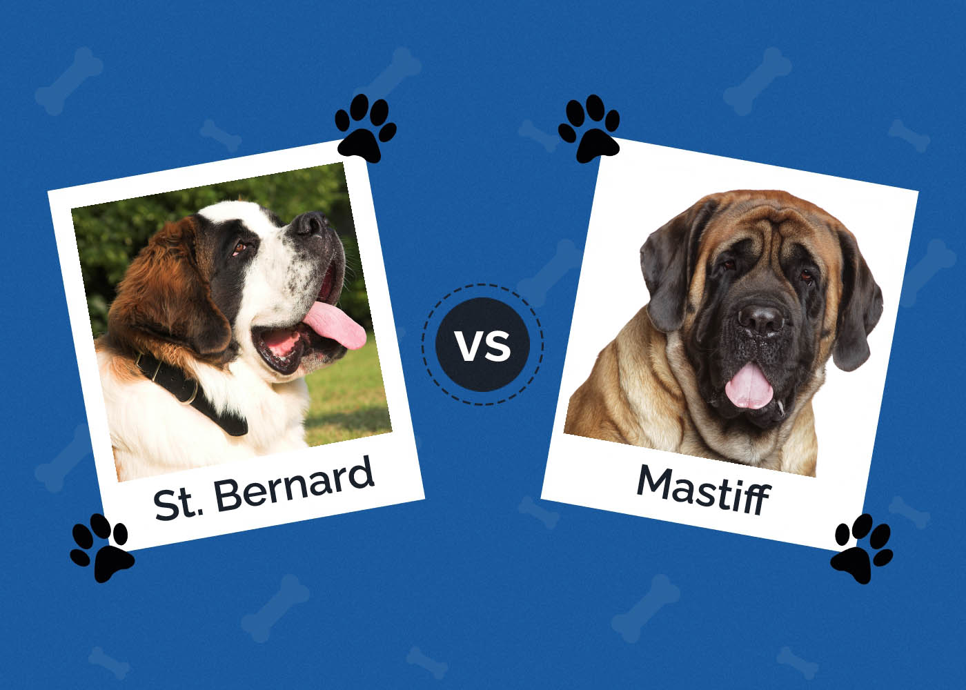 St Bernard vs Mastiff