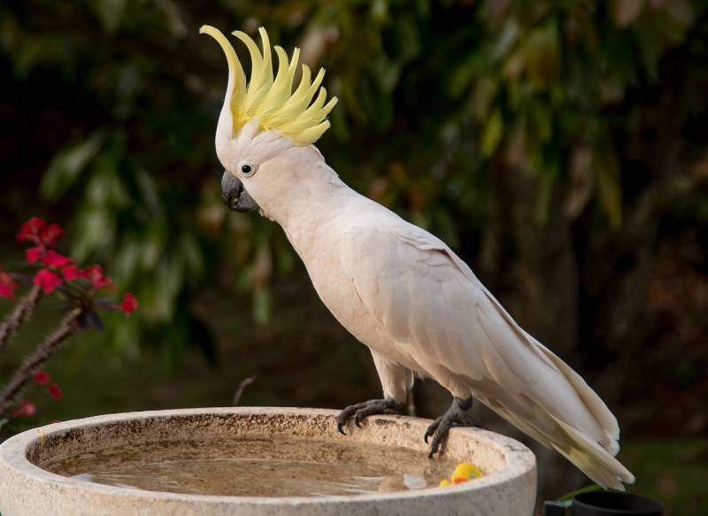 Sulfur-crested Cockatoo
