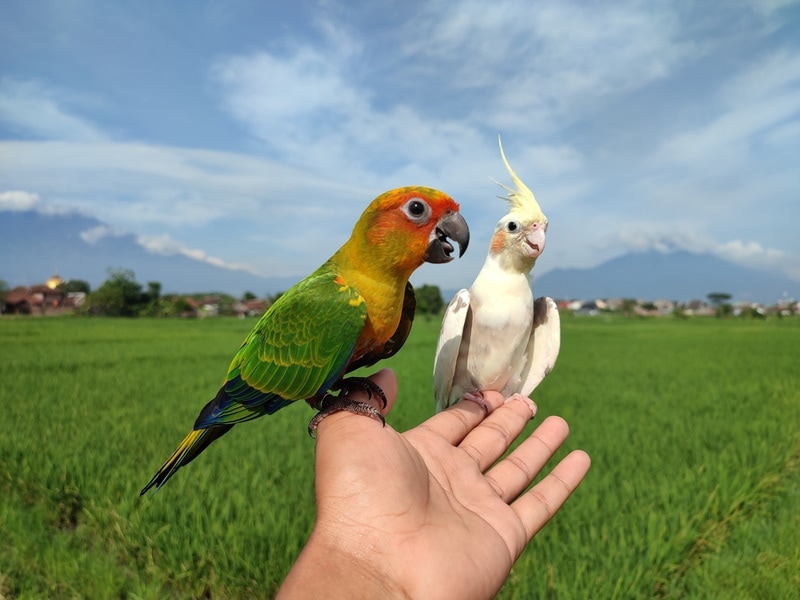 Sun conure and cockatiel on a person's hand