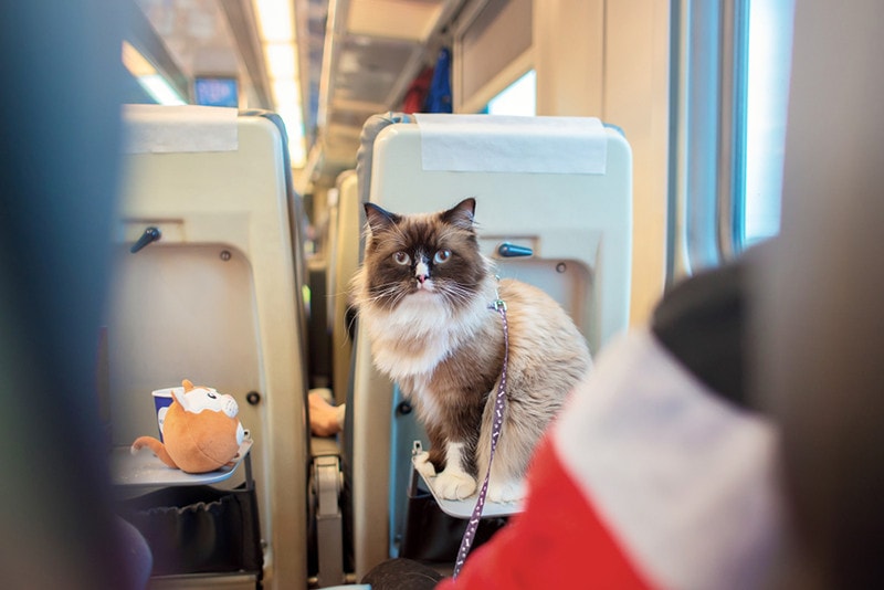 The beautiful cat with blue eyes of breed a ragdoll sits on a folding table in the car of the passenger train