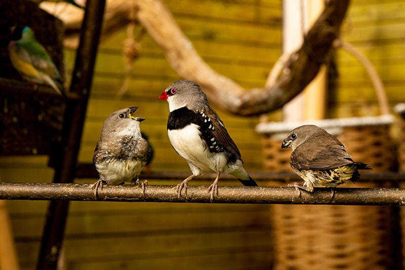 Three small finch birds on a branch in a bird nursery