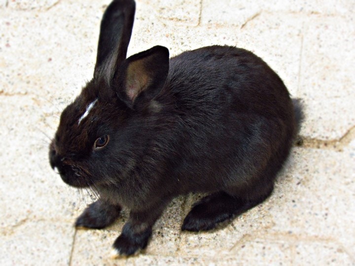 Thrianta Rabbit sitting