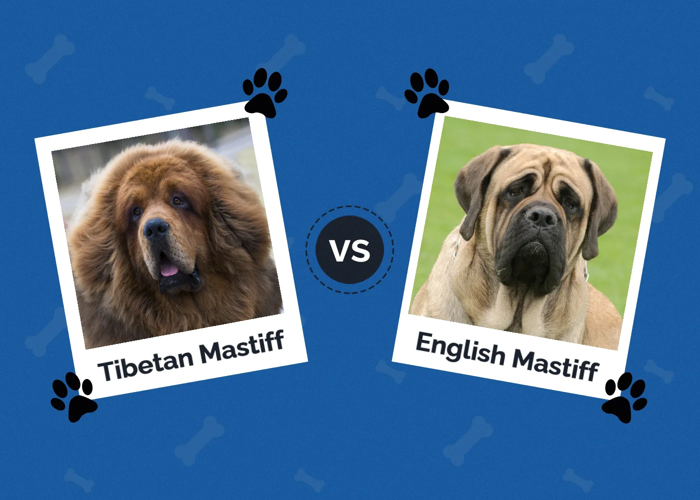 Tibetan Mastiff vs English Mastiff - Featured Image