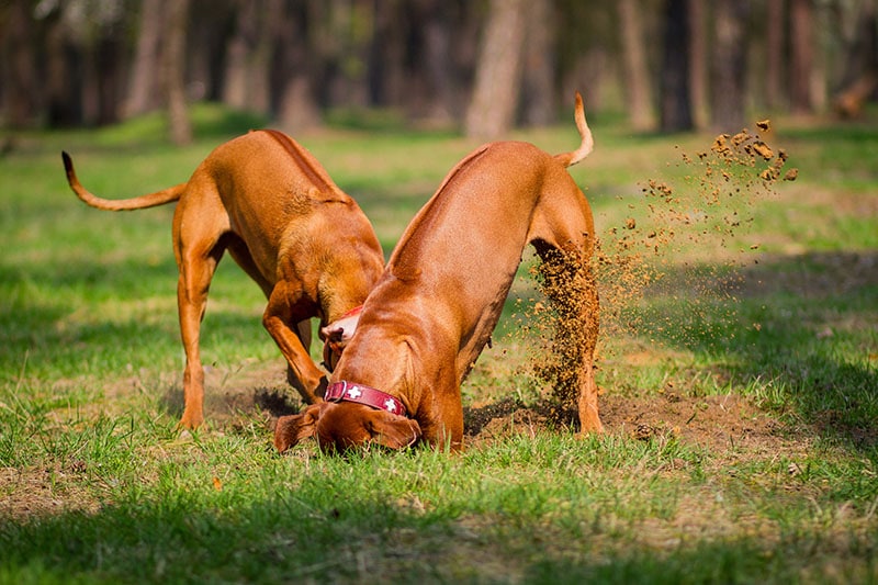 Two rhodesian ridgebacks walking in a park, playing and diging a hole in the ground