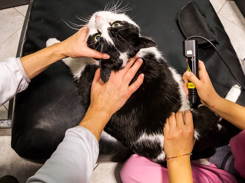Veterinarian laser therapy to a cat