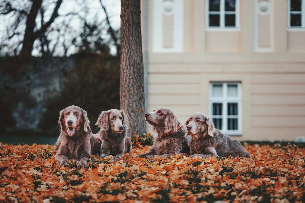 Weimaraner dog in autumn