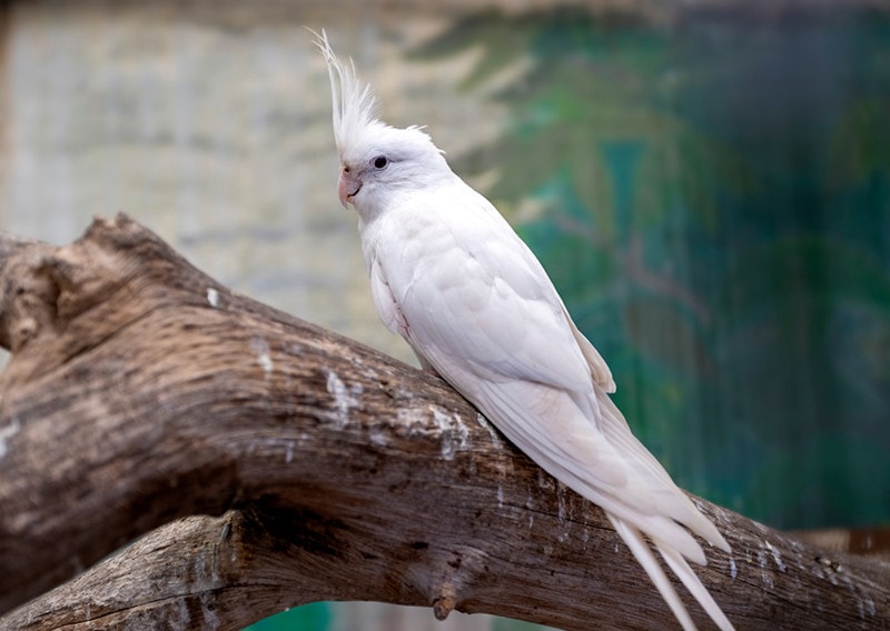 White Albino cockatiel sitting on a branch