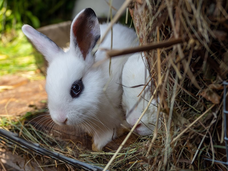 White hotot rabbit in the hutch on dry grass