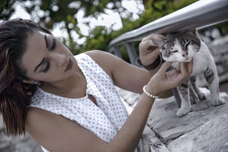 How to Get a Stray Cat to Trust You 9 Tips & Ideas Hepper