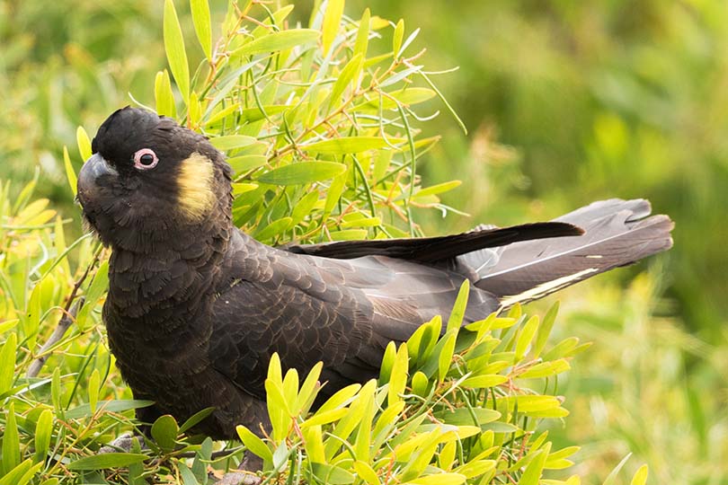 Yellow Tailed Black Cockatoo