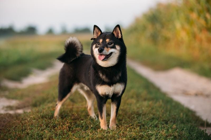 Young Black And Tan Shiba Inu Dog Outdoor