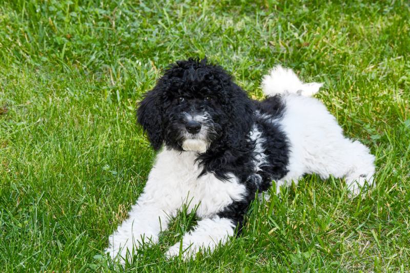 Young black and white goldendoodle lying on the grass