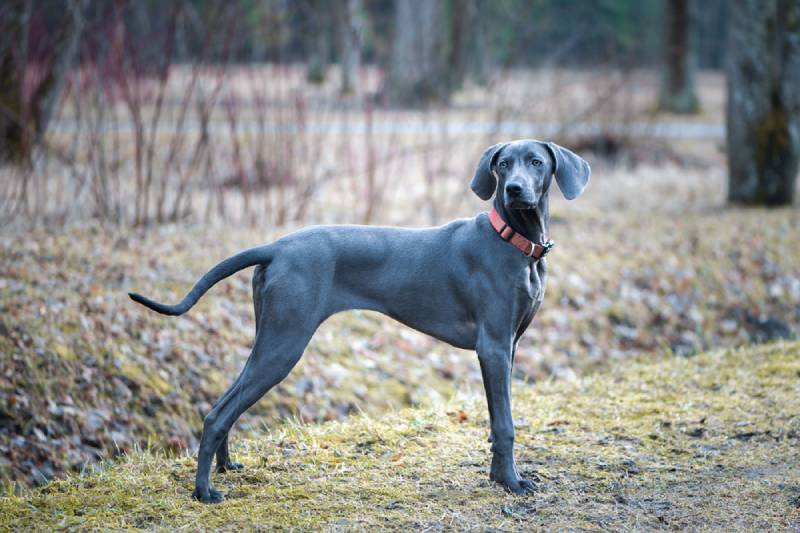 a beautiful blue weimaraner outdoors