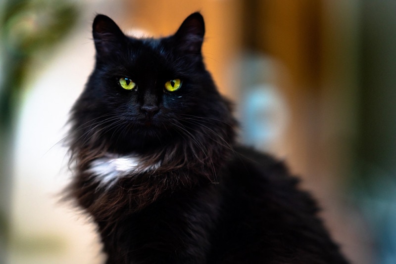 a black cat with white patch of hair on the chest
