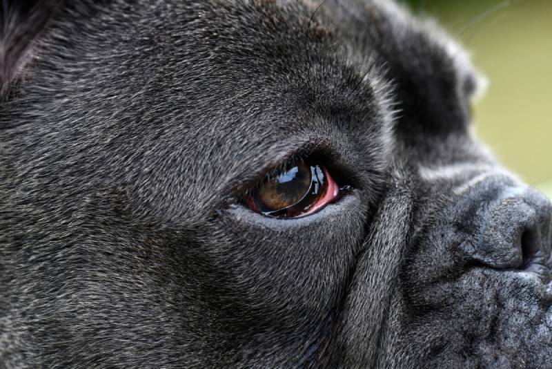 a blue french bulldog with infected eyes showing its third eyelid