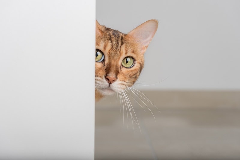 a cat peeking through the open door