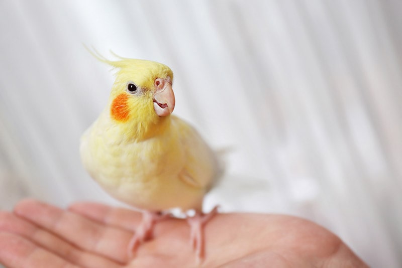 a cockatiel on female hand