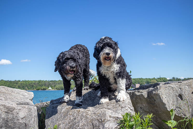 a couple of Portuguese Water Dogs standing on rocks