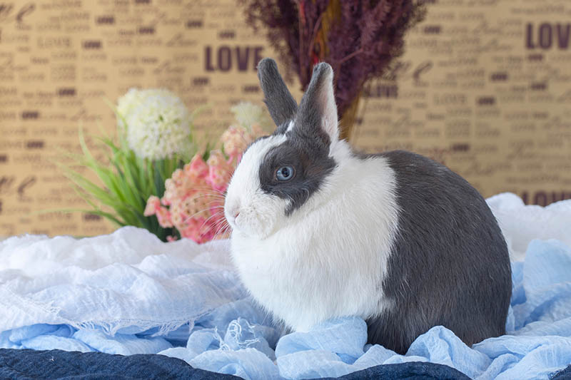 Dutch shop rabbit cost