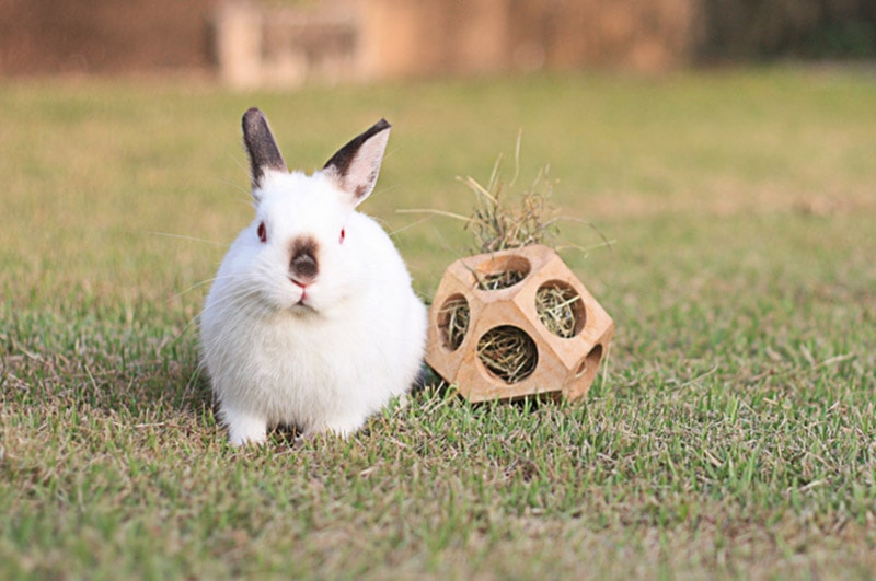 a dwarf rabbit playing with a diy toy