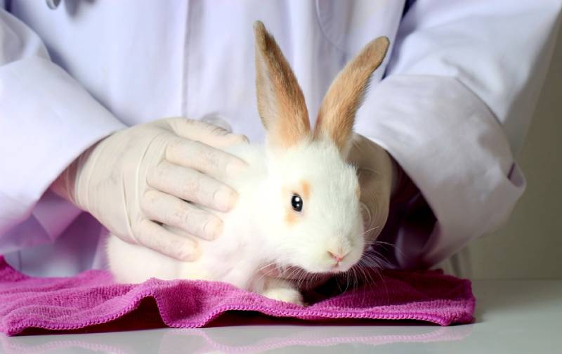 a rabbit checked by vet