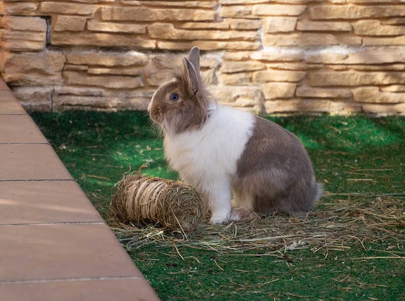 a rabbit in the garden with hay and toys