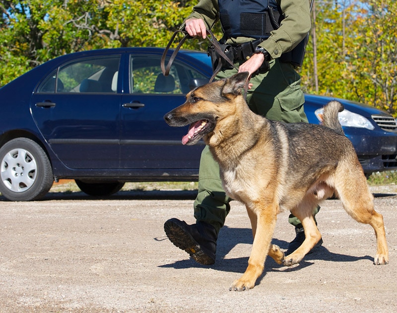 a search and rescue dog with handler