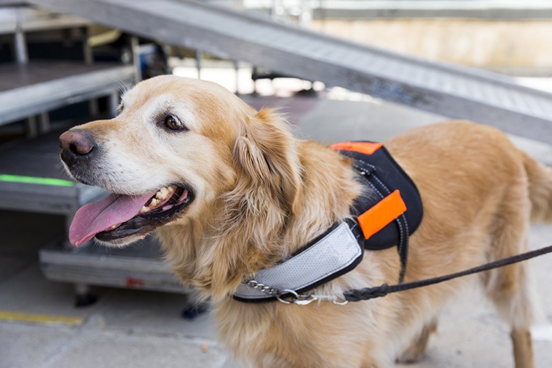 a service dog on a leash