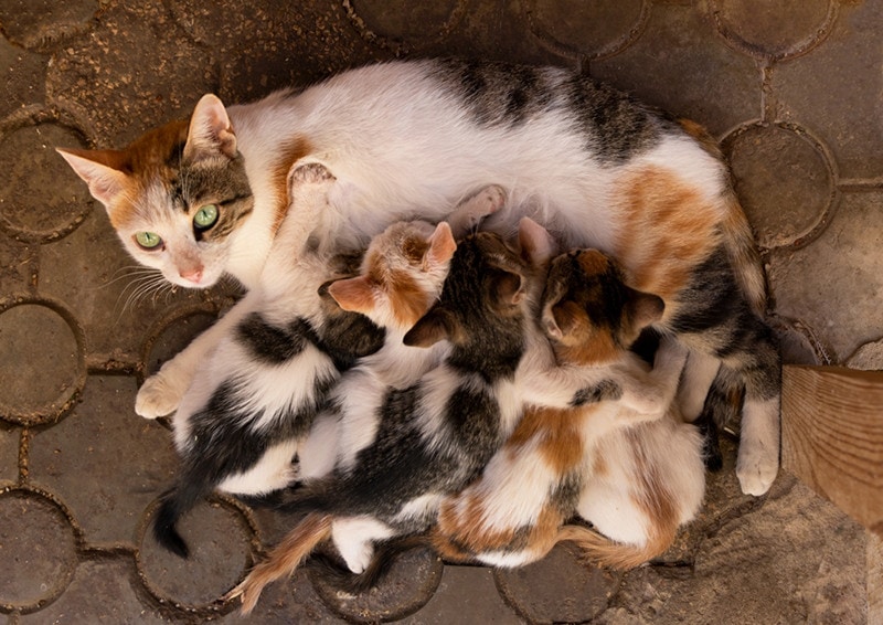 a street cat breastfeeding her newborn kittens
