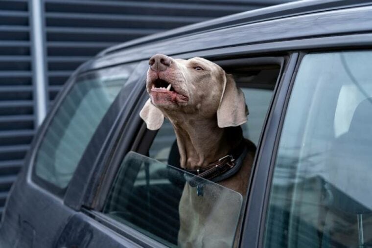 Vivid Allintitle:how Long Can A Dog Bark Legally Wallpaper in HD Vivid Allintitle:how Long Can A Dog Bark Legally Wallpaper in HD