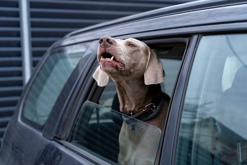 a weimaraner dog barking from the inside of a car