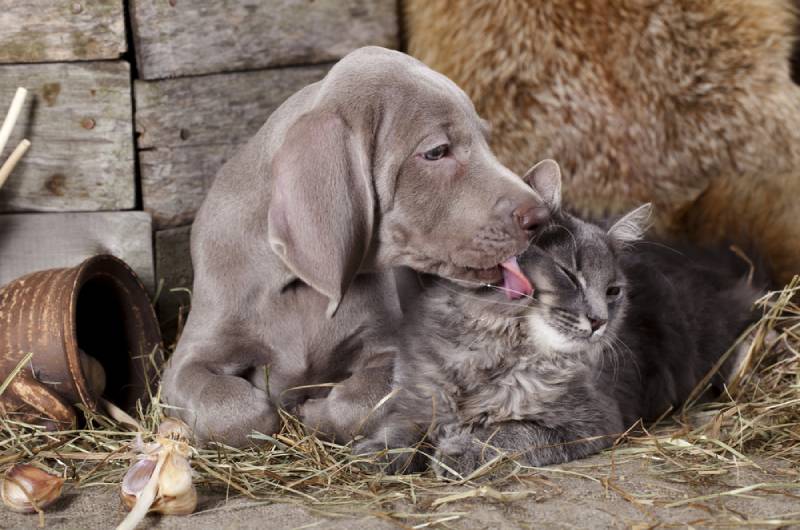 a weimaraner puppy licking a cat's face at a barn