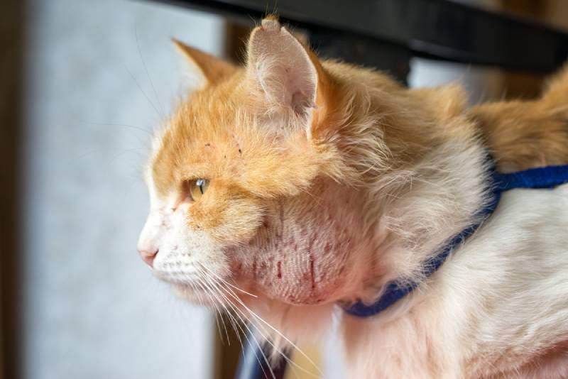 abscess in a cat's neck